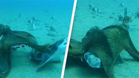 do octopus eat stingrays|New fear unlocked as octopus is seen trying to eat a shark in.